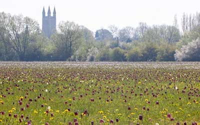 A floodplain meadow