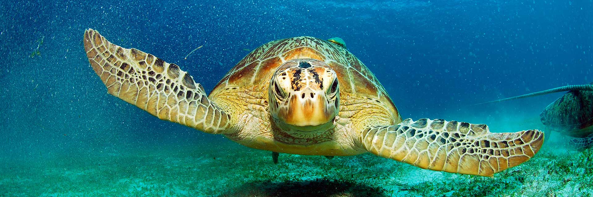 A turtle swimming underwater