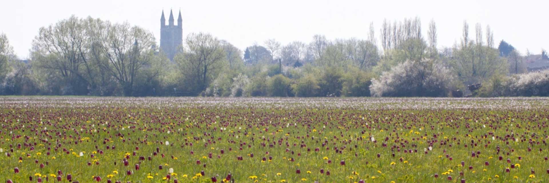 A floodplain meadow